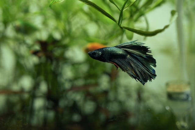 betta male green