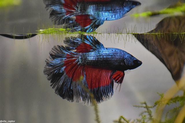 betta male blue and red