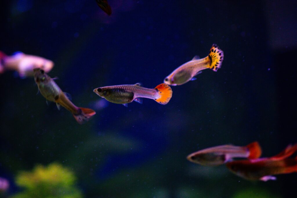 Group of orange female guppies being chased by a male.