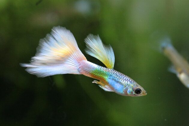 Guppy colorful tail