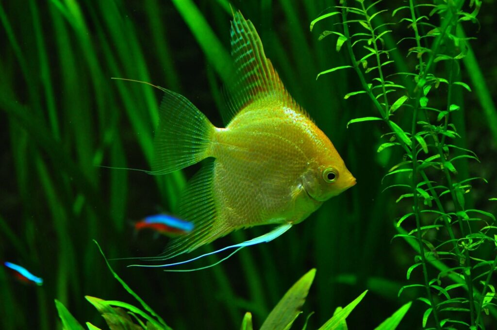 Gold Angel Fish and Cardinal Tetra