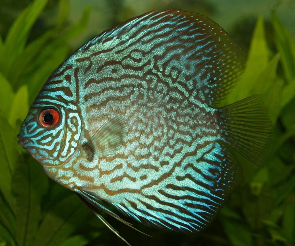 perch, cichlid, discus cichlid, nature, freshwater fish, symphysodon, discus fish, tropical, fish, turquoise, aquarium