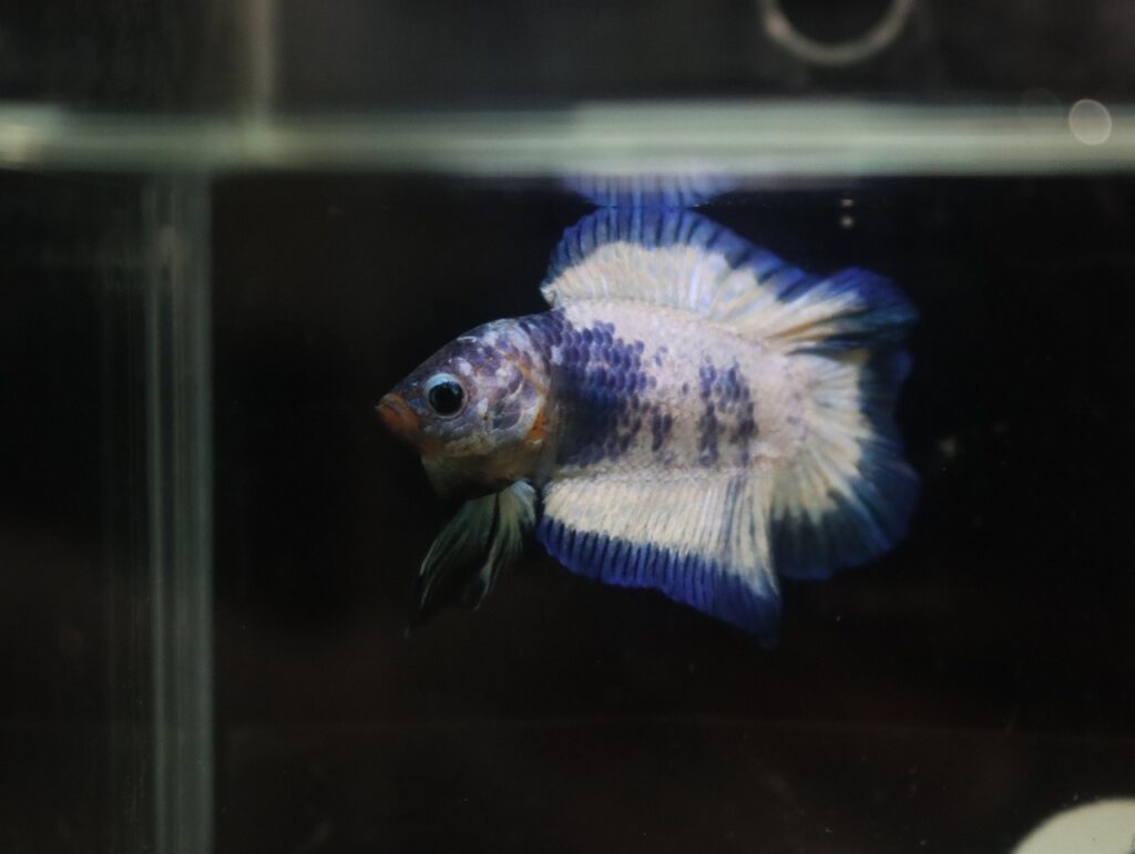 betta, fish, nature, double-tail, plakat, plakat betta, blue marble betta, blue marble fish, marine life, aquarium, underwater