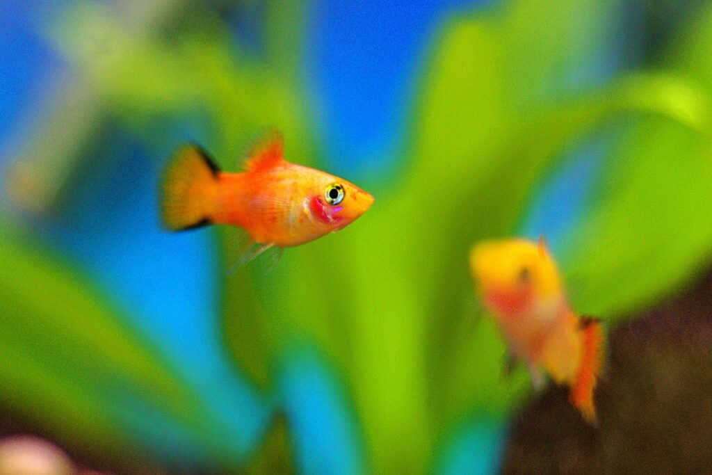 Two bright orange platies swimming in a planted tank.