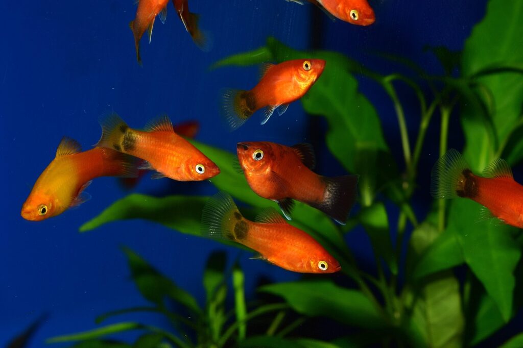Orange Mickey Mouse Platy