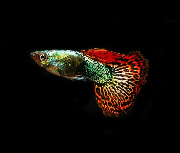 Red Dragon Guppy