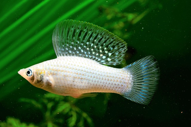 sailfin molly