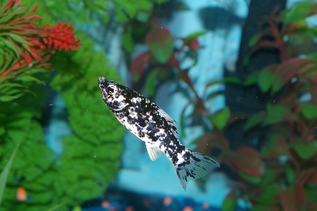 dalmatian molly