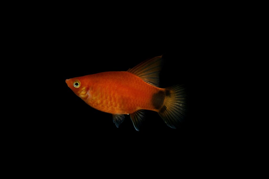 Orange Mickey mouse platy.