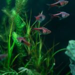 harlequin rasbora school