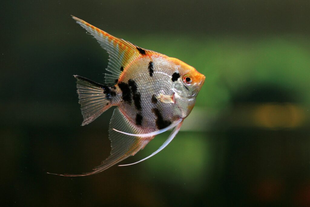 Detailed photo of an angelfish showcasing vibrant scales and fins in a freshwater aquarium.