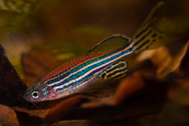 zebra danio feeding in leaves